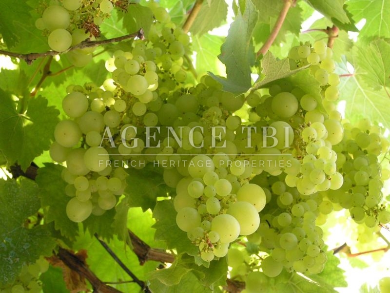Touraine vigne vignoble vin